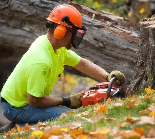 tree services Frankfort